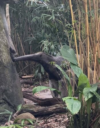 🔥 Hirai momo page leaked private photo uncensored full